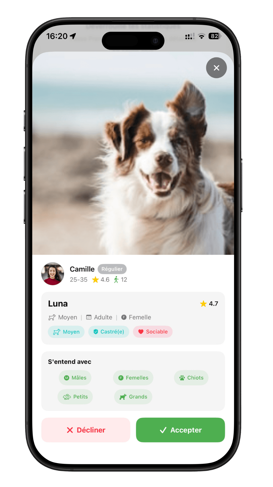 Profil chien Luna avec compatibilité et options accepter ou décliner